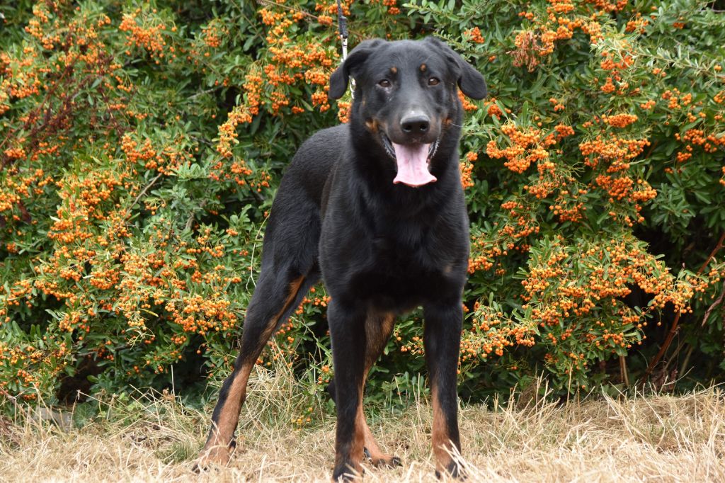 Publication : De La Ferme Des Beaumalous Auteur : La Ferme des Beaumalous