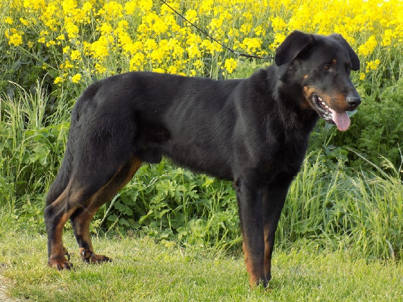Jeff Du sentier des savannes - Cotation 4 - Etalon Recommandé
