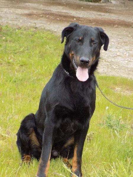 Hartus de la Noé d'Orient - Excellent en Morpho et Caractère