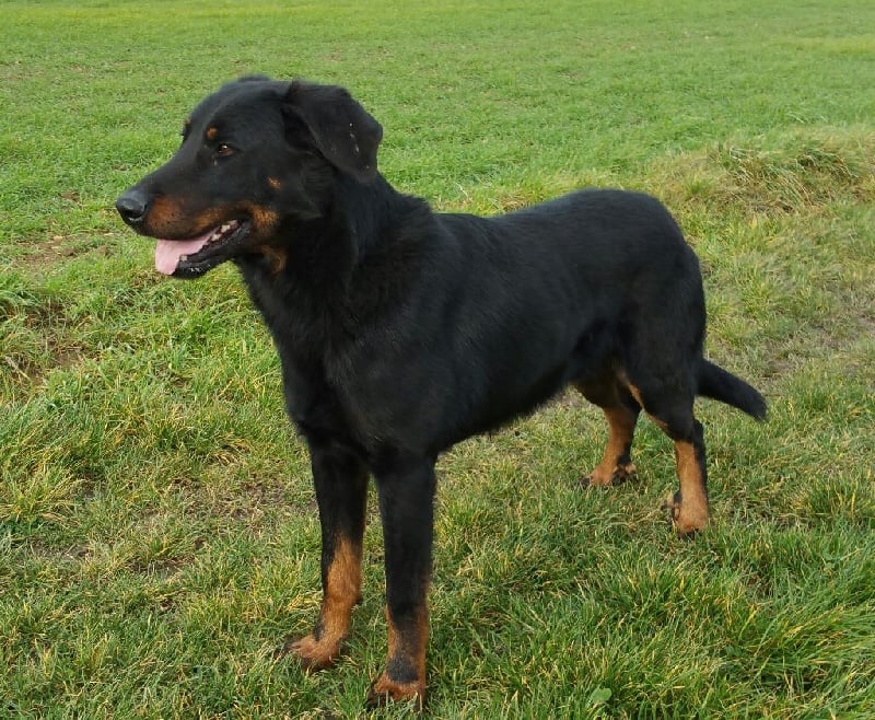 Jeff Du sentier des savannes - Excellent en Morpho et Caractère