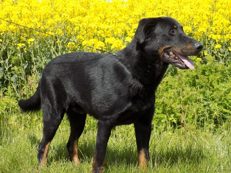 Hartus de la Noé d'Orient - 4ème Excellent en Classe Ouverte