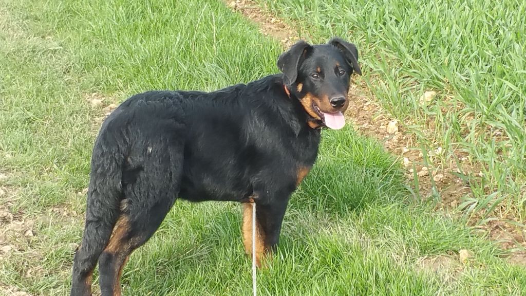 Navaro De La Ferme Des Beaumalous - 2ème très prometteur