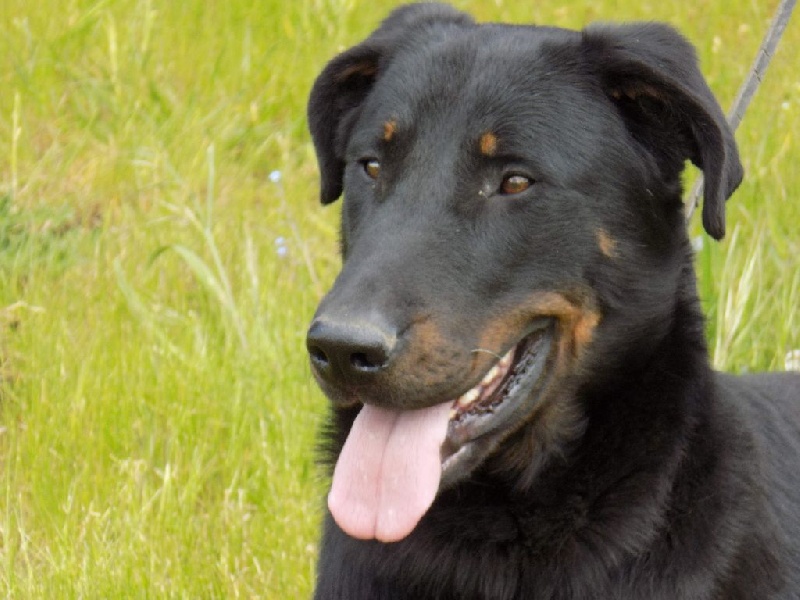 Hartus de la Noé d'Orient - Excellent en morphologie et excellent en caractère