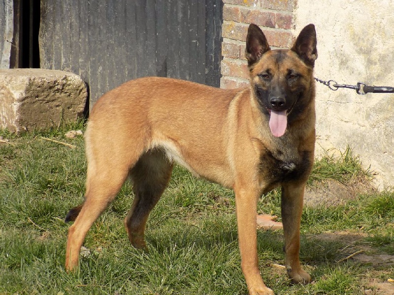 Laya De La Ferme Des Beaumalous - 1ère Excellent et Meilleur Jeune
