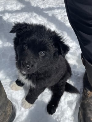 Les chiots de Berger Australien