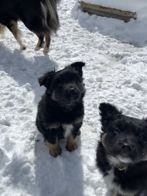 Les chiots de Berger Australien