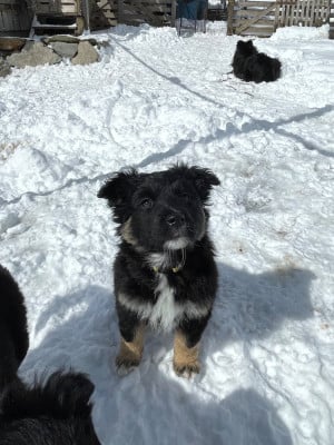 Les chiots de Berger Australien