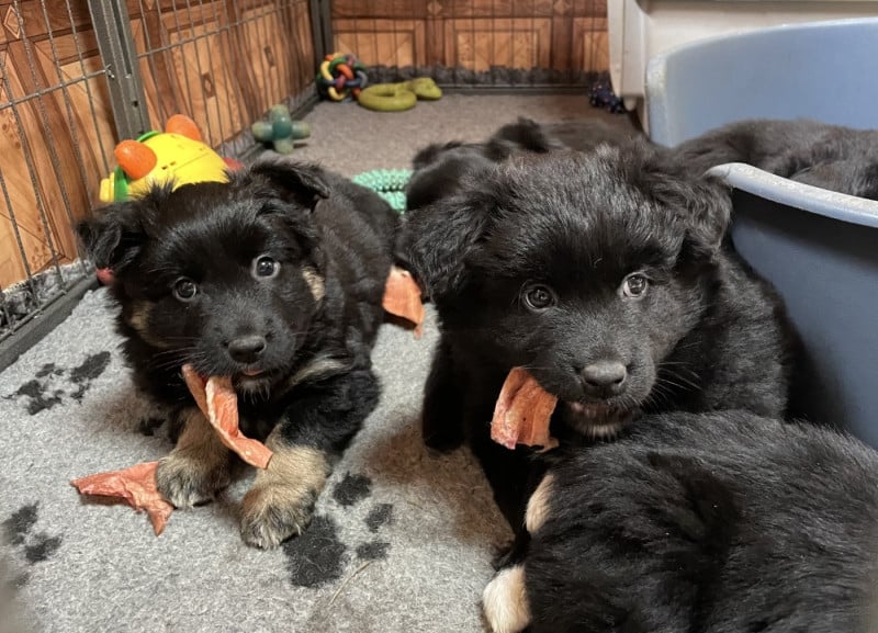 Berger Australien - Of Feeling Rainbow