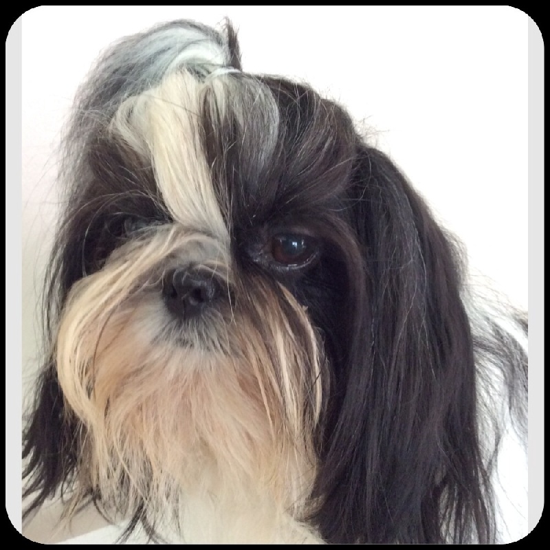 Houpette (Sans Affixe)