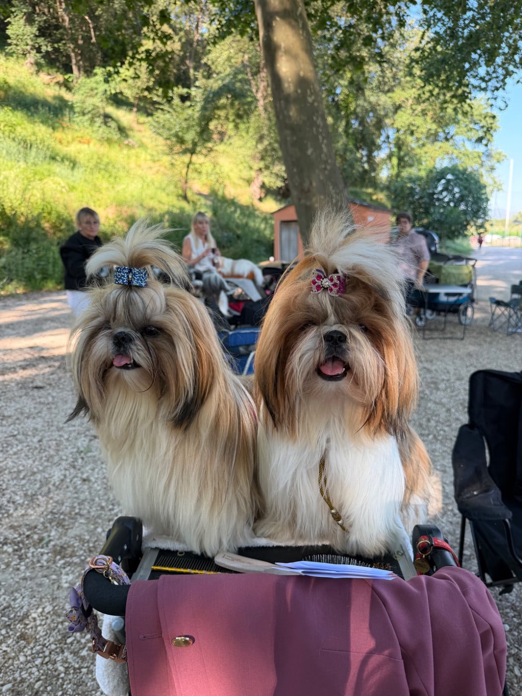 Apache Des Princesses De L'Orb