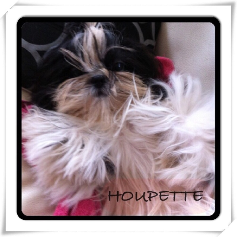 Houpette (Sans Affixe)
