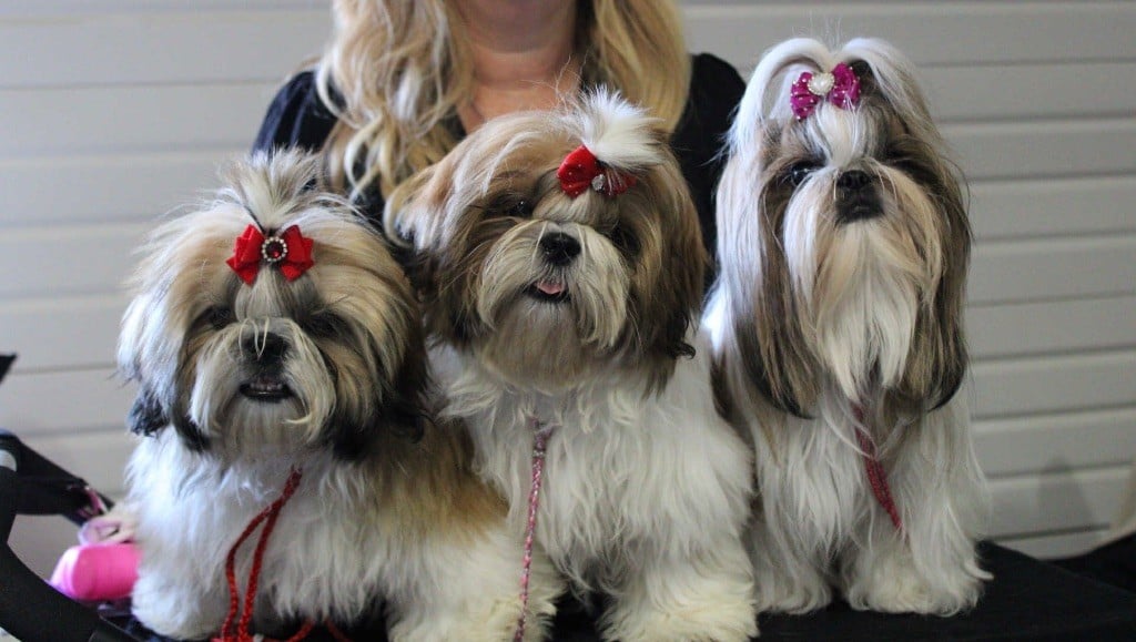 Arya stark Des Princesses De L'Orb