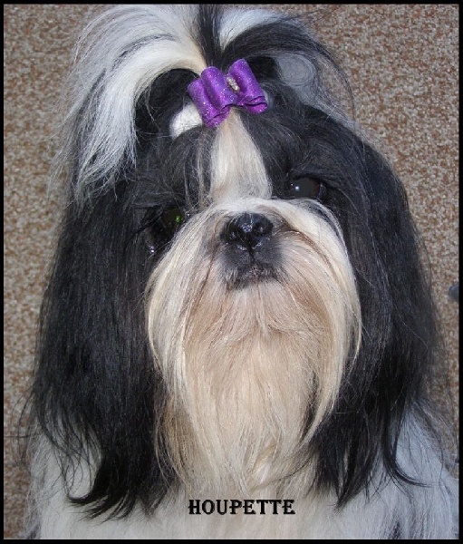 Houpette (Sans Affixe)