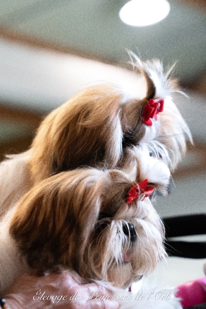 Arya stark Des Princesses De L'Orb