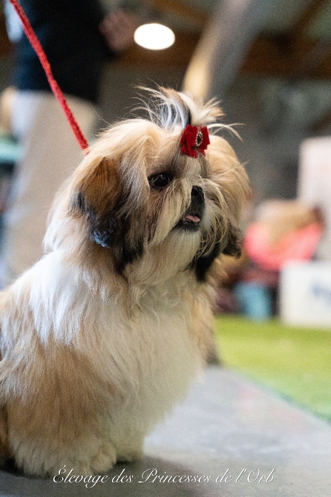 Apache Des Princesses De L'Orb