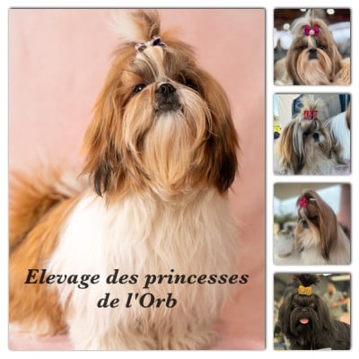 Des Princesses De L'Orb