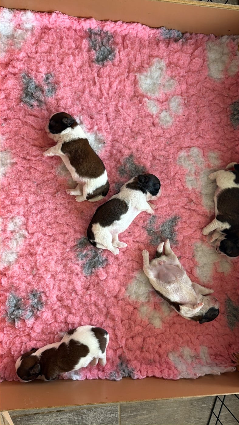 Shih Tzu - Des Princesses De L'Orb