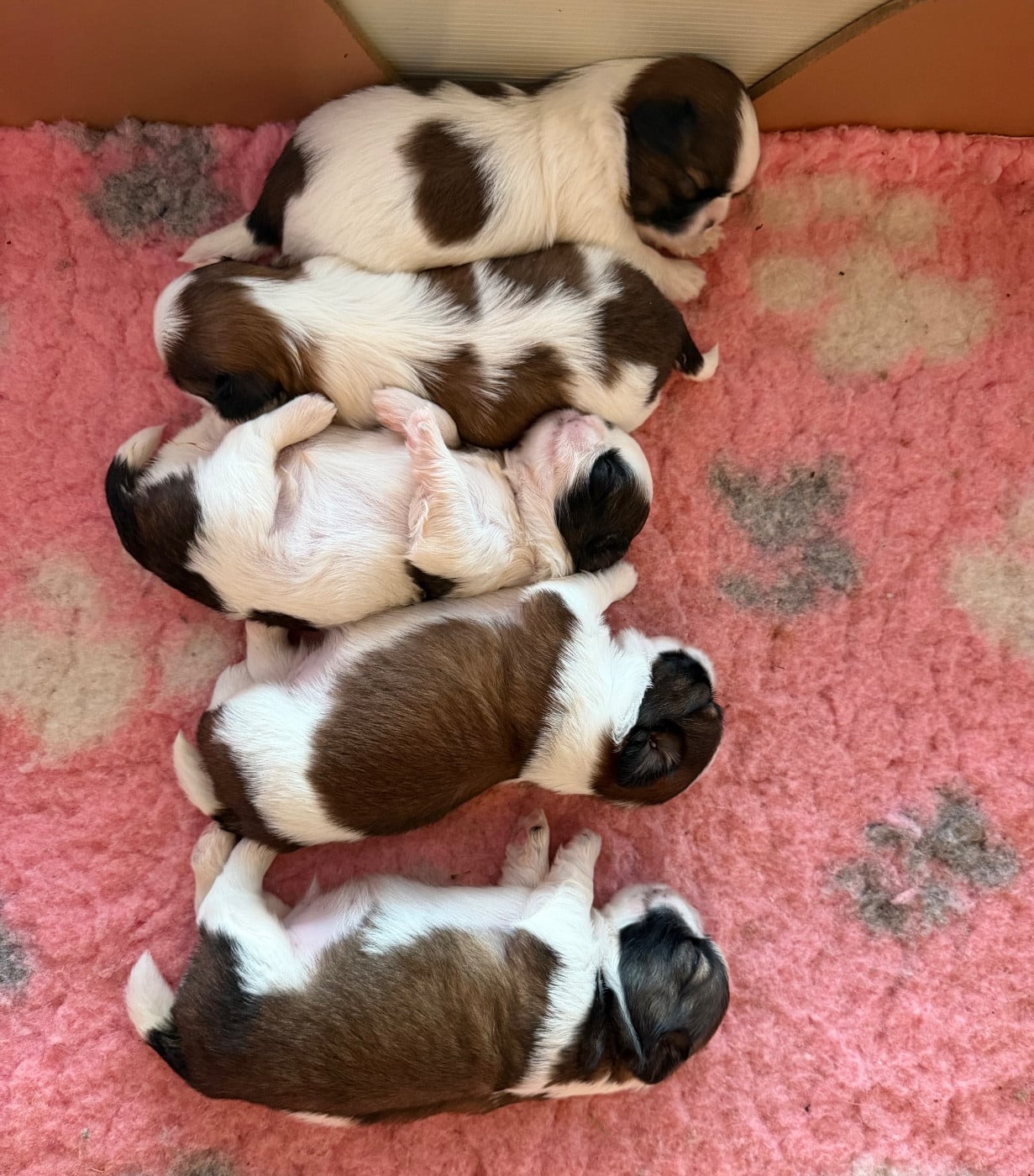 Shih Tzu - Des Princesses De L'Orb