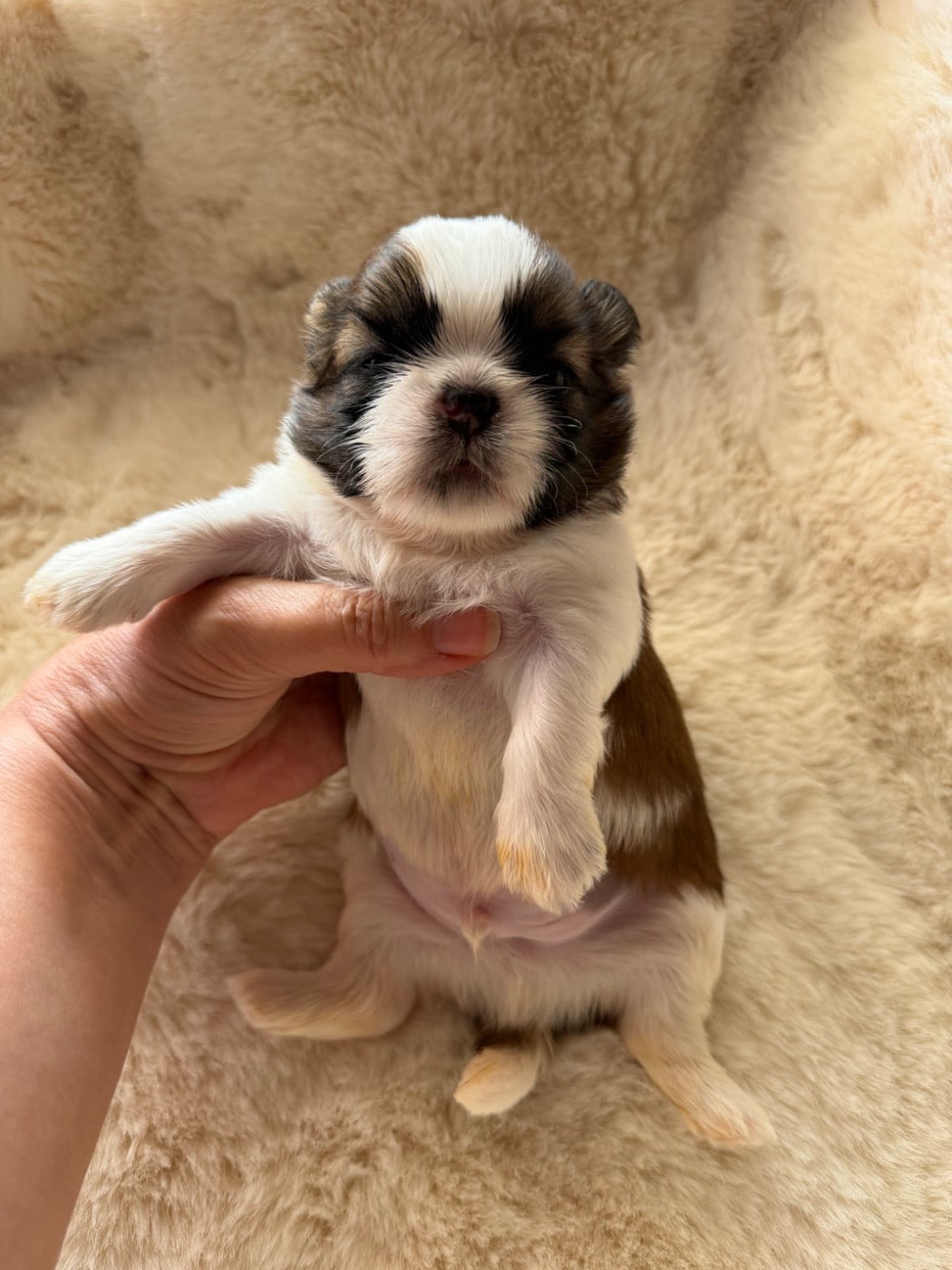 Berlioz. Chiot N°1