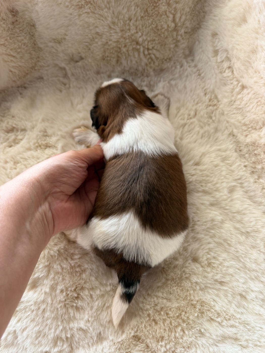 Berlioz. Chiot N°1