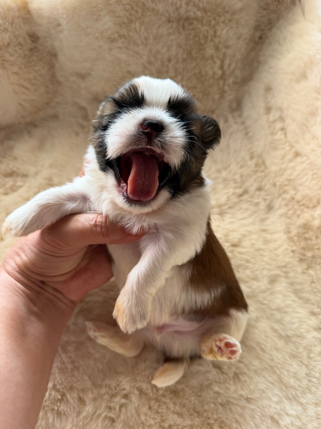 Berlioz. Chiot N°1