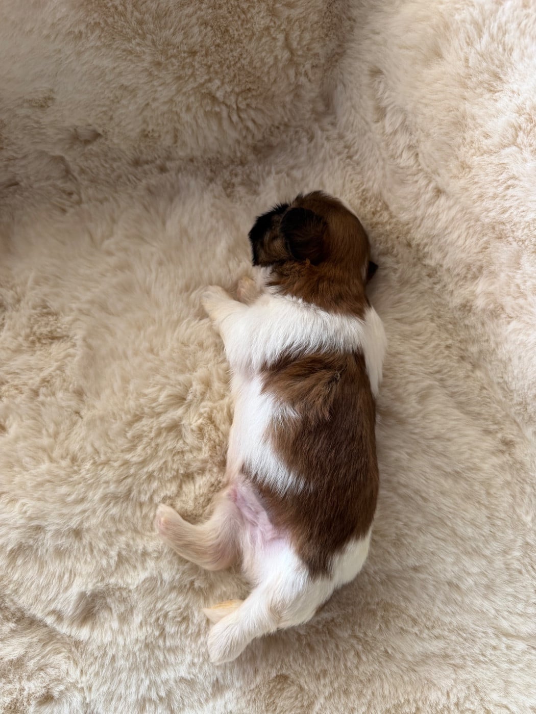 Berlioz. Chiot N°1