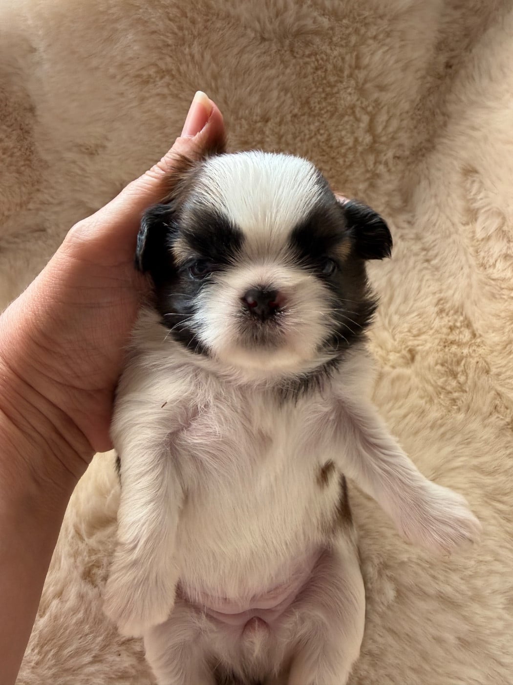 Beauty Bonnie Chiot N°3