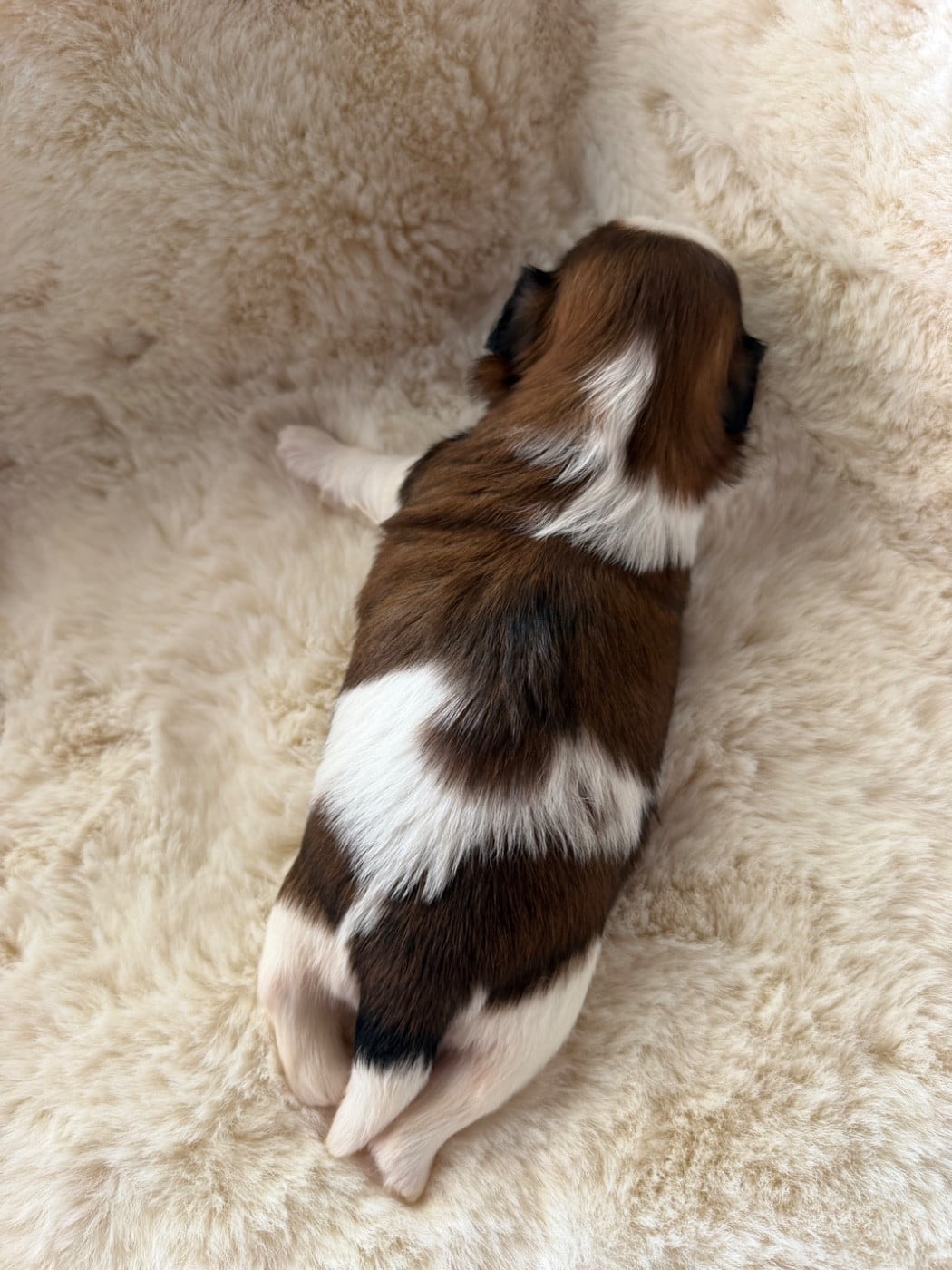 Beauty Bonnie Chiot N°3