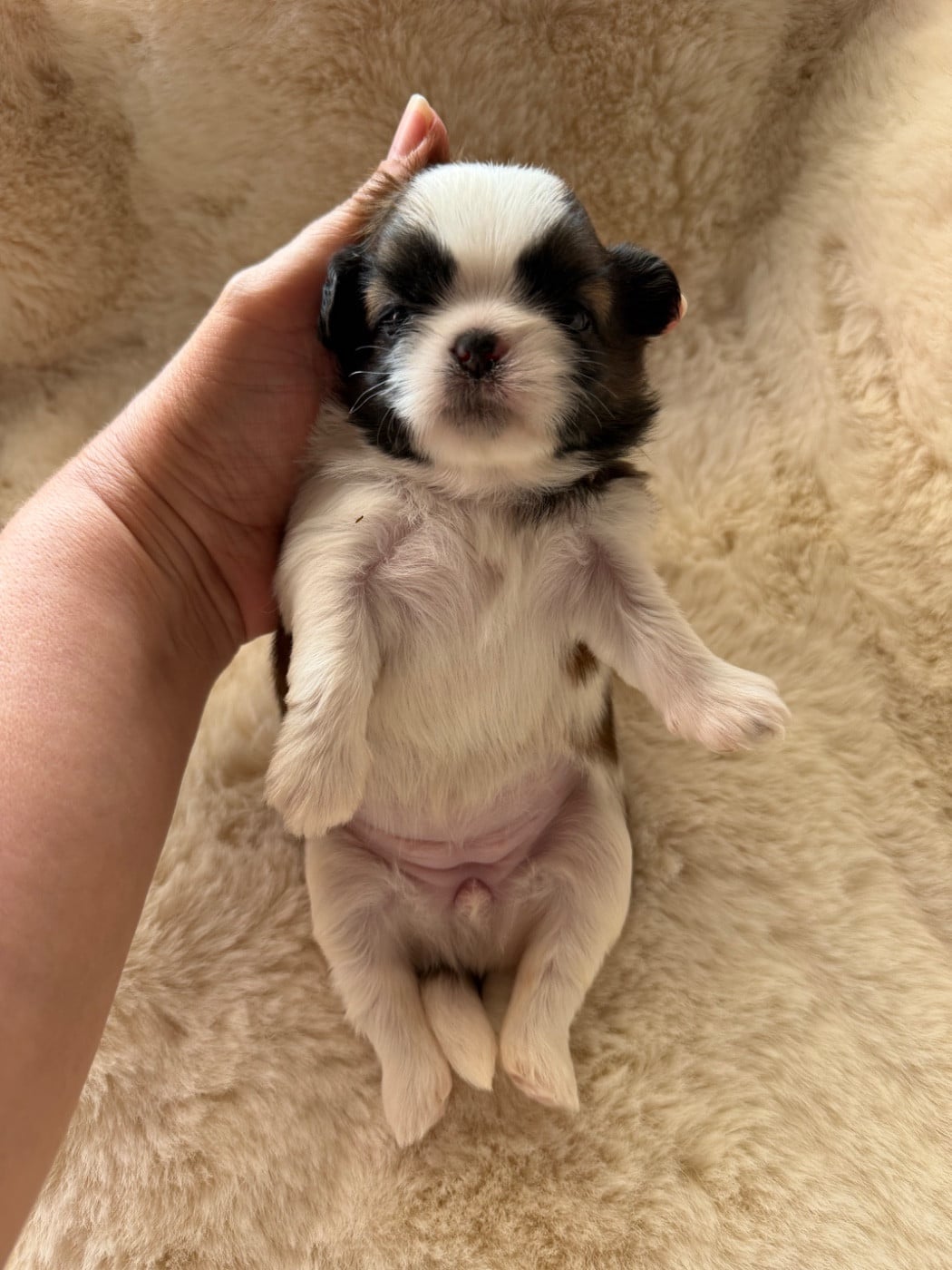 Beauty Bonnie Chiot N°3