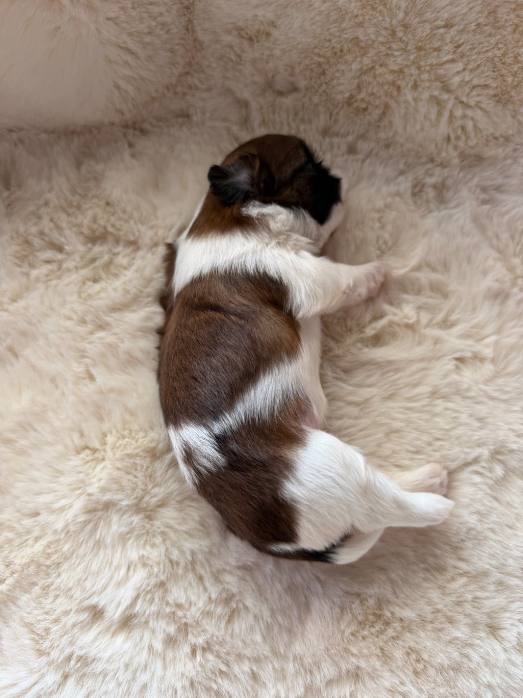 Beauty Bonnie Chiot N°3