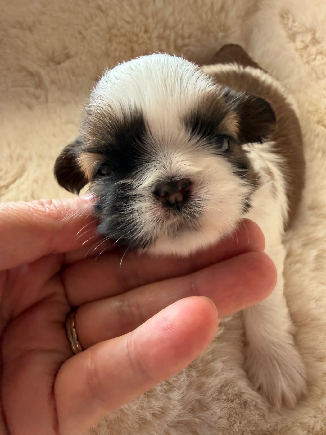 Blue Darling. Chiot N°2