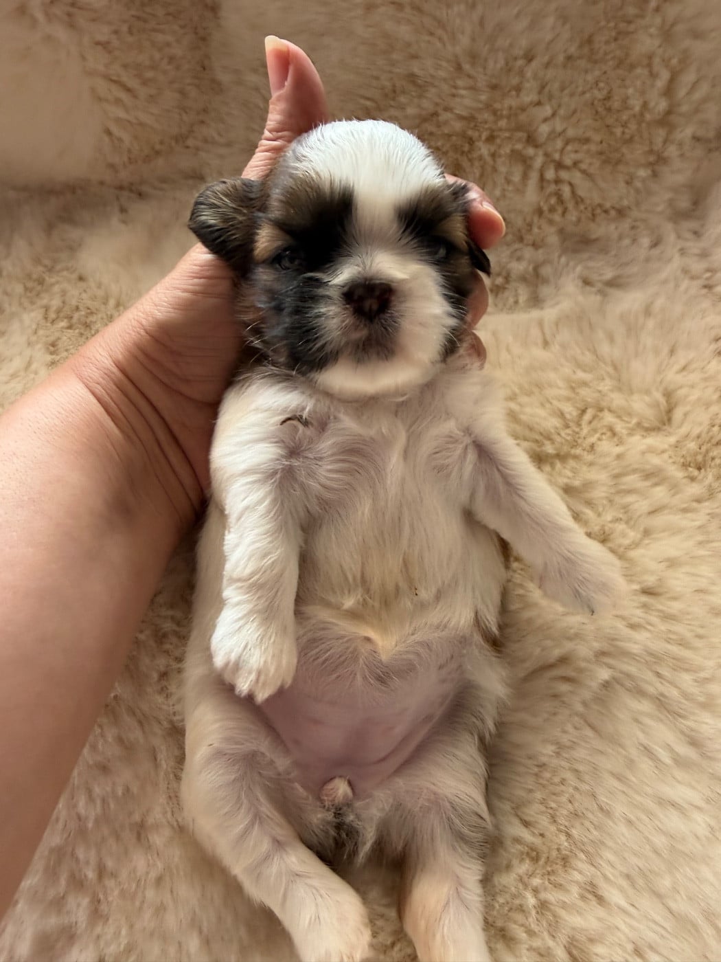 Blue Darling. Chiot N°2