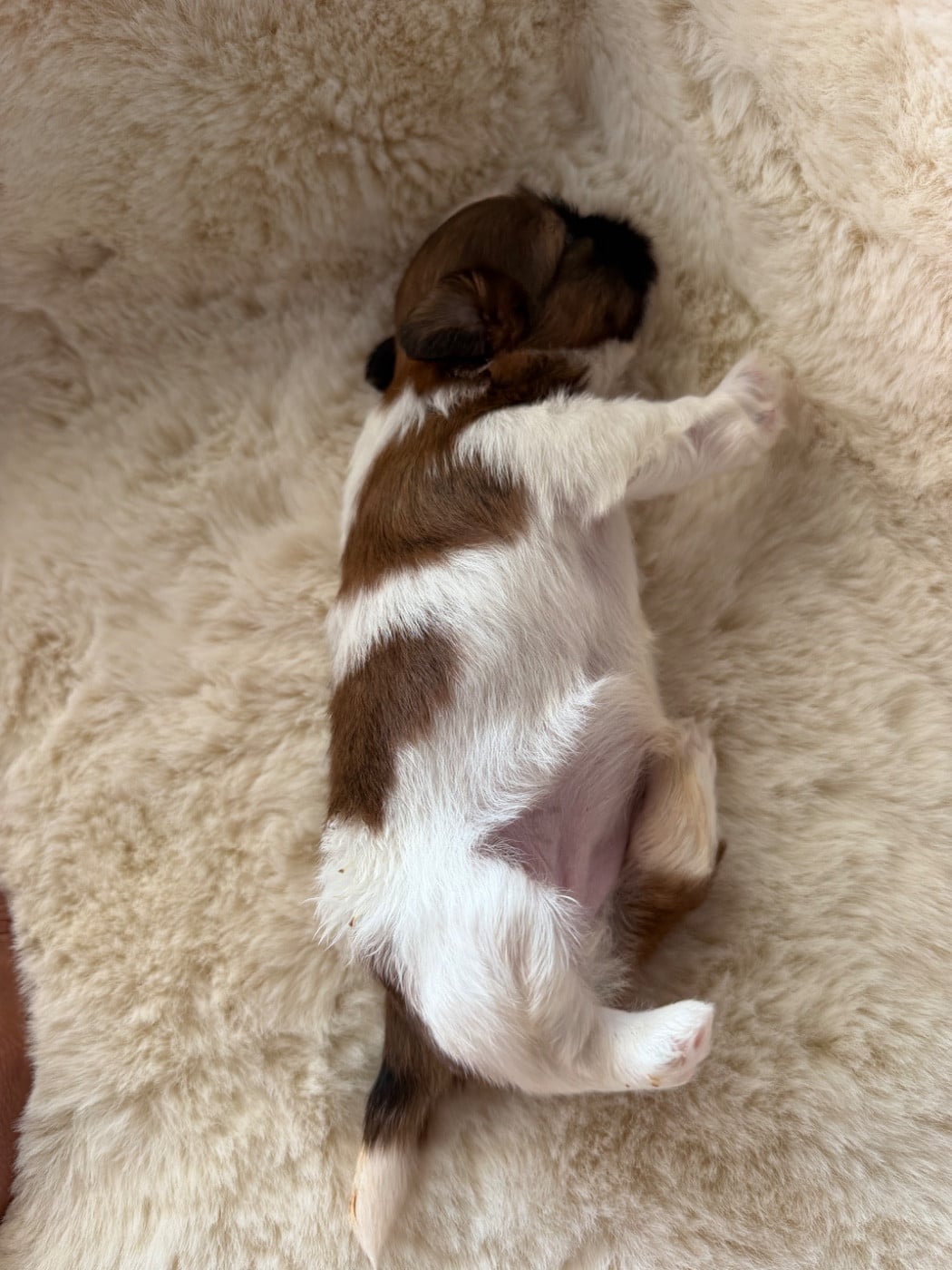 Blue Darling. Chiot N°2