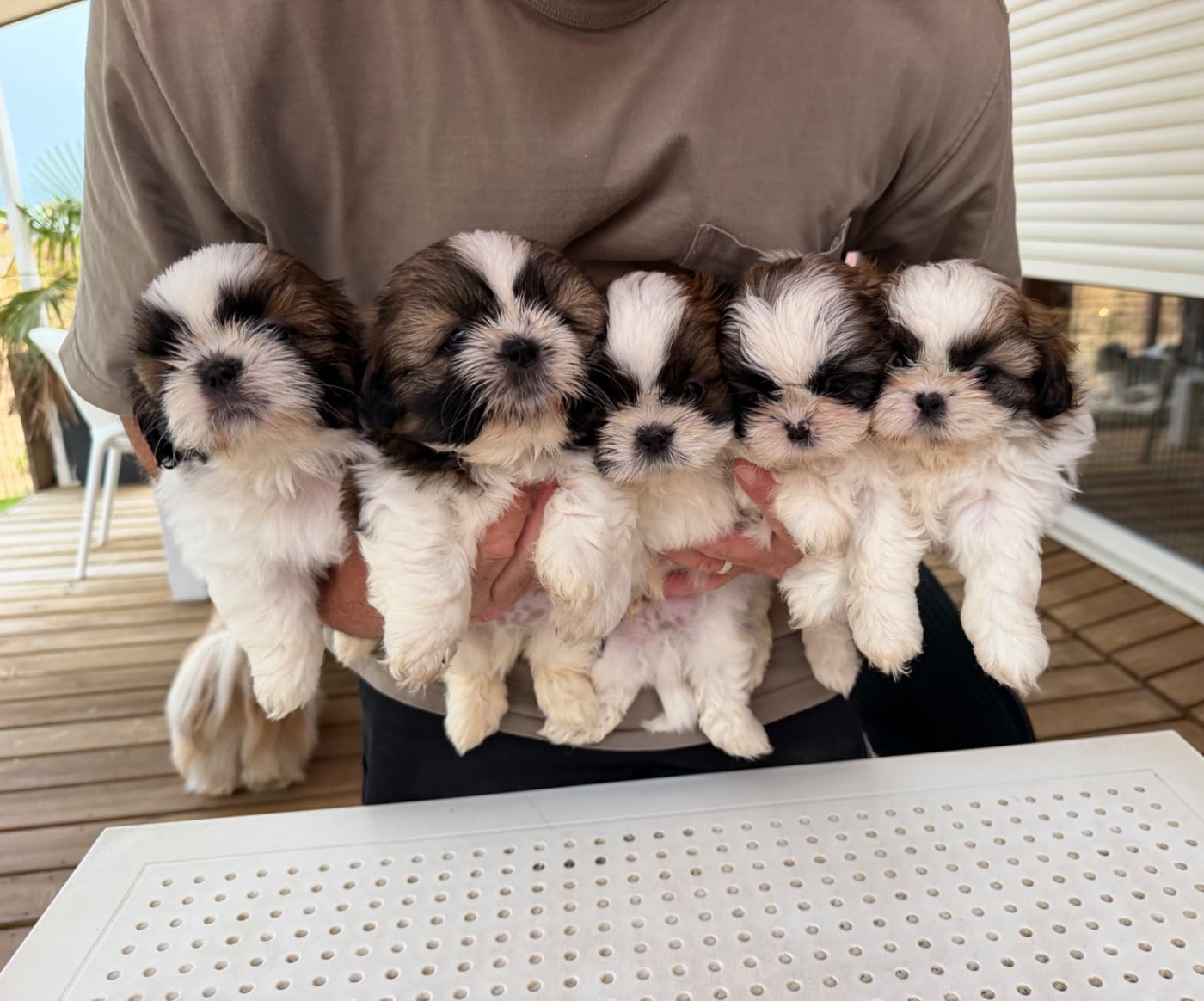 Shih Tzu - Des Princesses De L'Orb