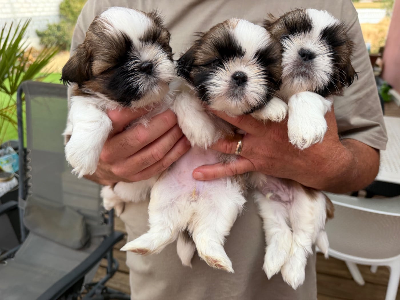 Shih Tzu - Des Princesses De L'Orb