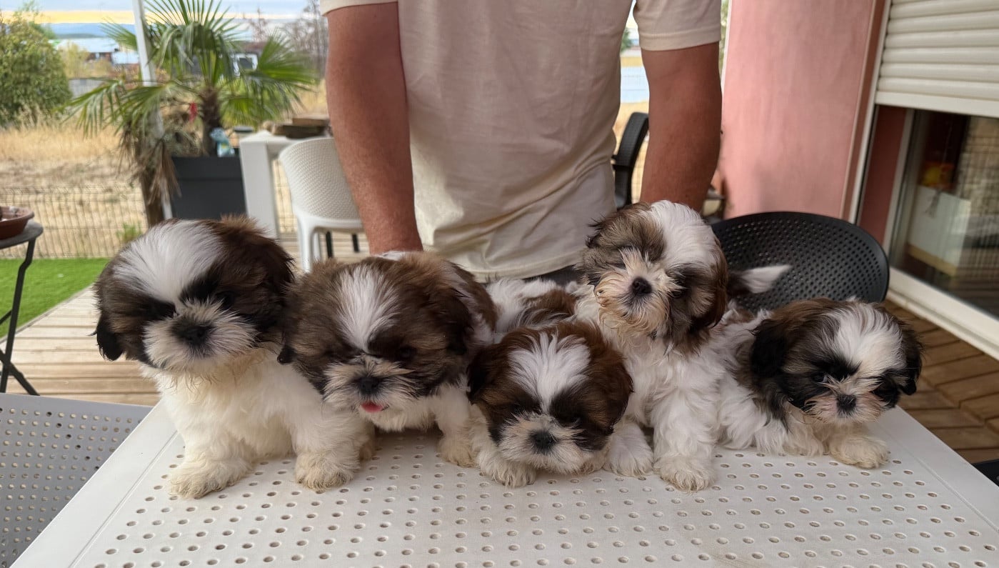 Shih Tzu - Des Princesses De L'Orb
