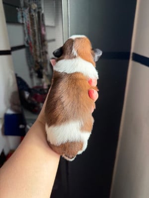 Les chiots de Shih Tzu