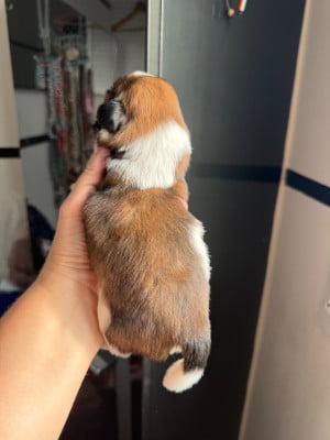 Les chiots de Shih Tzu