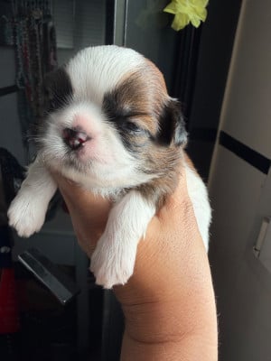 Les chiots de Shih Tzu