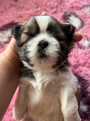 Les chiots de Shih Tzu