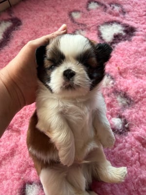 Les chiots de Shih Tzu