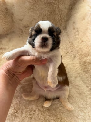 Les chiots de Shih Tzu