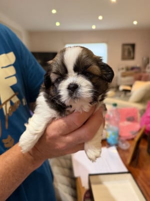 Les chiots de Shih Tzu