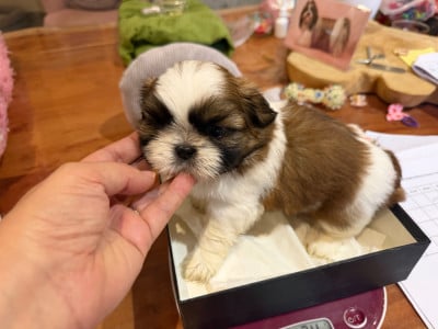 Les chiots de Shih Tzu
