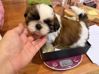 Les chiots de Shih Tzu