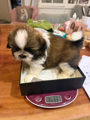 Les chiots de Shih Tzu