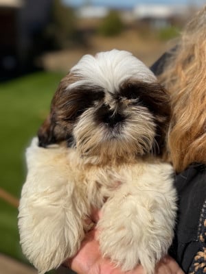 Shih Tzu