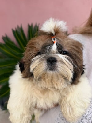 Les chiots de Shih Tzu