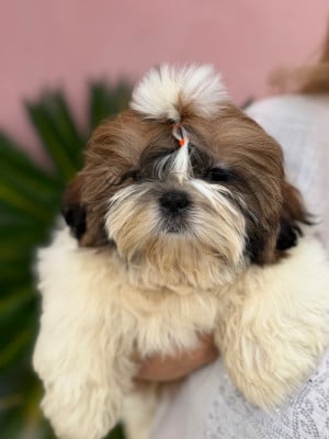Les chiots de Shih Tzu