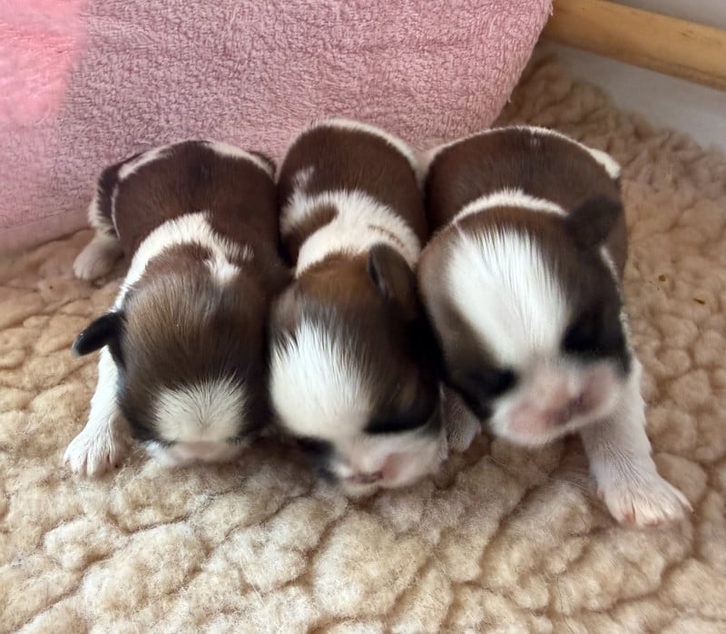 Shih Tzu - Des Princesses De L'Orb